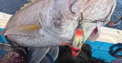 Joran anti patah melengkung tajam saat menghadapi tarikan ikan GT di laut dalam. (Sumber: Youtube/@Gemoy Mancing)