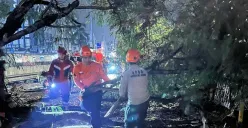 Peristiwa pohon tumbang di kawasan Cengkareng Timur, Cengkareng, Jakarta Barat, Rabu, 4 Juni 2025 dini hari. (Sumber: BPBD)