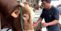 Sapi di Desa Kujangsari, Kecamatan Cileles, Kabupaten Lebak yang dibeli Presiden Prabowo Subianto. (Sumber: Dok. Pribadi)
