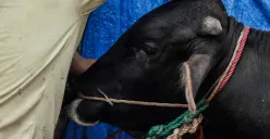 Ilustrasi sapi untuk dikurban saat Idul Adha. (Sumber: Poskota/Bilal Nugraha Ginanjar)