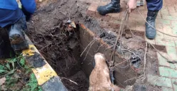 Sapi terperosok ke saluran di kawasan Kemayoran, Jakarta Pusat, Jumat, 6 Juni 2025. (Sumber: Dok. Damkar Kemayoran)