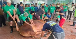 Prosesi penyembelihan Sapi Presiden Prabowo Subianto di Masjid Istiqlal, Jakarta Pusat, Sabtu 7 Juni 2025. (Sumber: Poskota/M. Tegar Jihad)