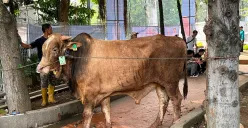 Sapi kurban di Masjid Istiqlal, Jakarta Pusat, Sabtu 7 Juni 2025. (Sumber: POSKOTA | Foto: M Tegar Jihad)