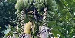 Pohon pisang yang memiliki dua tandan milik petani di Kampung Cempa, Desa Cilangkap, Kecamatan Kalanganyar, Kabupaten Lebak. (Sumber: Dok Warga)