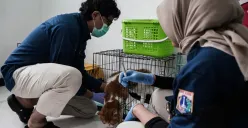 Dokter merawat kucing di Pusat Kesehatan Hewan Ragunan, Jakarta Selatan, Selasa, 17 Juni 2025. (Sumber: Poskota/Bilal Nugraha Ginanjar)