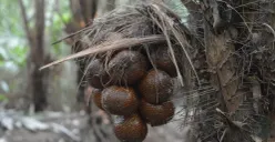 Ilustrasi Buah Salak (Sumber: Pinterest)