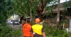 Petugas evakuasi pohon tumbang di kawasan Kembangan, Jakbar, Senin, 23 Juni 2025. (Sumber: BPBD Jakarta)