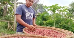 Asep Jakaria menunjukan kopi hasil tanamnya di Kampung Sukalaksana RT02/21, Desa Sirnajaya, Kecamatan Gununghalu, Kabupaten Bandung Barat. (Sumber: Poskota/Gatot Poedji Utomo)