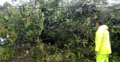 Pohon karet tumbang hingga menutupi badan jalan di Jalan Curug Agung, Kota Depok, Rabu, 25 Juni 2025. (Sumber: Dok Polsek Beji)