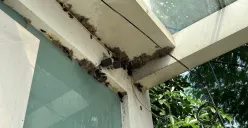 Fenomena merebaknya ulat bulu di kawasan Kemanggisan, Palmerah, Jakarta Barat. (Sumber: Poskota/Pandi Ramedhan)