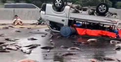 Tangkap layar mobil pikap bermuatan ikan lele yang mengalami kecelakaan hingga terbalik di jalan Tol Cikampek KM 54 pada Sabtu, 28 Juni 2025. (Sumber: Instagram @informasi_Karawang)