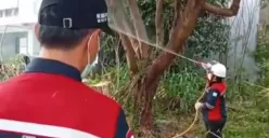 Petugas menyemprotkan cairan pestisida di kebun kosong tempat habitat ulat bulu di Palmerah, Jakarta Barat, Sabtu, 28 Juni 2025. (Sumber: Sudin KPKP)