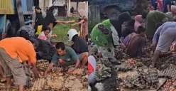 Warga Labuhanbatu Selatan, Sumatera Utara menjarah telur hingga HP milik korban dari kecelakaan mobil pikap. (Sumber: Tangkap Layar Instagram/@fakta.indo)