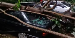 Sejumlah mobil mewah yang terpakir tertimpa pohon tumbang akibat cuaca buruk di Pancoran Mas, Kota Depok, Sabtu, 8 Maret 2025, sore. (Sumber: Dok. Damkar Depok)