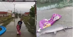 Penemuan ikan aligator di Bekasi seusai banjir. (Sumber: Tangkap Layar Instagram/@mood.jakarta)