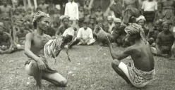 Sejarah singkat mengenai sabung ayam yang tewaskan tiga polisi di Way Kanan, Lampung (Sumber: Pinterest)