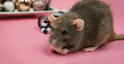 5 tips manjur usir tikus di rumah dan cara cegah agar tidak kembali. (Sumber: Pexels/Nikolett Emmert)