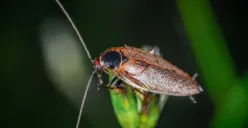 Pastikan selalu menjaga kebersihan, agar rumah terhindar dari kecoa. (Sumber: Pexels/Egor Kamelev)