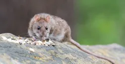 Cara mengusir tikus dari rumah. (Sumber: Pixabay/wolfgangvogt_lb)