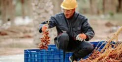 Kurma merupakan salah satu buah yang sangat dianjurkan untuk berbuka puasa. (Sumber: Pexels/Radwan Menzer)