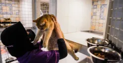 Petugas merawat kucing yang dititipkan di layanan penitipan hewan peliharaan, Arnamir Cat Hotel yang berlokasi di kawasan Setiabudhi, Jakarta, Senin, 24 Maret 2025. (Sumber: Poskota/Bilal Nugraha Ginanjar)