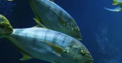 Hari Tuna Sedunia Diperingati Tiap 2 Mei, Ini Sejarah dan Beberapa Spesies Ikan Tuna (Sumber: Unsplash/Nikola Bačanek)
