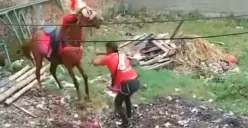 Viral dugaan aksi kekerasan terhadap seekor kuda di Cimahi. (Sumber: Instagram/@sekitarcimahi)
