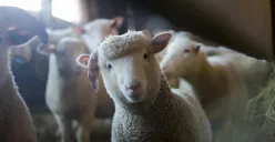 Harga kambing kurban 2025 di sejumlah lembaga. (Sumber: Pexels/Trinity Kubassek)