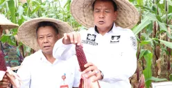 Kegiatan panen jagung pulut di Desa Kaliasian, Kecamatan Sukamulya, Kabupaten Tangerang, dilakukan oleh Bupati Tangerang Maesyal Rasyid bersama kelompok Tani, 12 Mei 2025. (Sumber: Diskominfo KabupatenTangerang)