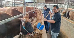 Pegawai CV Puput Bersaudara memberikan pakan organik ke sapi kurban yang akan dijual, Senin, 12 Mei 2025. (Sumber: Poskota/Angga Pahlevi)