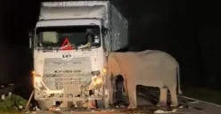 Seekor anak gajah di Malaysia tertabrak truk (Sumber: Instagram)