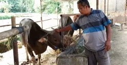 Salah seorang penjual hewan kurban di Kelurahan Kabayan, Kecamatan Pandeglang, Kabupaten Pandeglang. (Sumber: Dok. Penjual Sapi)