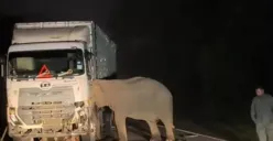 Gajah sedih anaknya tewas ditabrak truk (Sumber: X/@MyNegara)