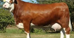 Sapi Kurban Presiden Prabowo Mati Mendadak: Ini Keunggulan Sapi Simmental yang Jadi Primadona Idul Adha (Sumber: Pinterest)