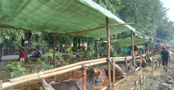 Lapak sapi kurban Kamaludin di Jalan Teluk Pucung, Harapan Baru, Bekasi Timur, Kota Bekasi tampak lengang karena sebagian hewan sudah laku terjual, Senin, 19 Mei 2025. (Sumber: Poskota/Nurpini Aulia Rapika)