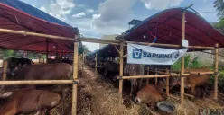 Sejumlah hewan kurban di salah satu lapak penjual di kawasan Laladon, Kabupaten Bogor, Senin, 19 Mei 2025. Pedagang hewan mengeluhkan penjualan jelang Idul Adha 2025 kali ini melambat. (Sumber: Poskota/Sekar Putri Andini)