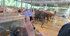 Penanggung jawab kandang Jo Cattle akan memberikan suntikan obat antibiotik untuk sapi kurban menjelang Idul Adha 2025. Pemberian obat merupakan bagian dari antisipasi pedagang hewan kurban terhadap wabah PMK. (Sumber: Poskota/Angga Pahlevi)