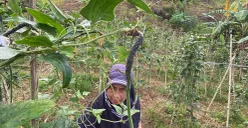 Seorang petani di bantaran Waduk Saguling, Kabupaten Bandung Barat, menunjukan hama yang menempel pada tanaman kacang panjang. (Sumber: Poskota/Gatot Poedji Utomo)
