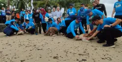 Dirjen KKP bersama pengelola Mutiara Carita dan pihak terkait lainya melepasliarkan belasan penyu ke laut Carita, Pandeglang. (Sumber: Poskota/Samsul Fatoni)