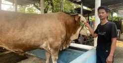 Penampakan satu dari dua ekor sapi kurban yang dipesan Presiden RI, Prabowo Subianto, dari peternak lokal di Kota Tangerang. (Sumber: POSKOTA | Foto: Primayanti)