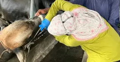 Petugas pemeriksa kesehatan hewan dari DKPPP Kota Bekasi memeriksa kondisi sapi kurban. (Sumber: Dok. DKPPP Kota Bekasi)
