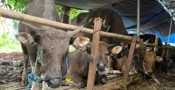 Hewan kurban jenis sapi Bali yang dijual di salah satu lapak penjualan hewan kurban di kawasan Kebon Jeruk, Jakarta Barat, Kamis, 29 Mei 2025. (Sumber: POSKOTA | Foto: Pandi Ramedhan)