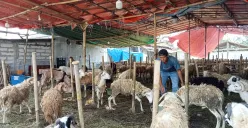 Ratusan kambing berjejer di lapak jualan Fery yang ada di Jl. Gabus Raya, Kecamatan Tambun Utara, Kabupaten Bekasi, Kamis, 29 Mei 2025. Sebagian sudah laku terjual untuk Idul Adha tahun ini. (Sumber: Poskota/Nurpini Aulia Rapika)