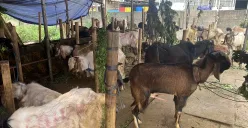 Pedagang hewan kurban di Kota Tangerang, keluhkan lesunya penjualan. (Sumber: POSKOTA | Foto: Primayanti)