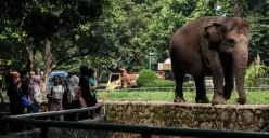Ilustrasi - pelajar dapat menggunakan uang KJP Plus untuk berwisata, salah satunya ke Ragunan. (Sumber: Poskota/Bilal Nugraha Ginanjar)