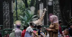 Pengunjung saat berlibur ke Taman Margasatwa Ragunan, Jakarta Selatan. (Sumber: Poskota/Bilal Nugraha Ginanjar)