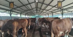 Sejumlah sapi di peternakan Berkah Bersama Sejahtera (BBS) di Jati Asih, Kota Bekasi. Sebelum dapat harga diskon dari penjual, Prabowo diketahui menyampaikan permintaan khusus. (Sumber: Poskota/Nurpini Aulia Rapika)