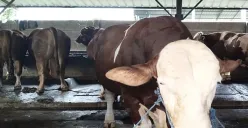 Sapi simmental yang berbobot 1,1 ton dibeli Prabowo Subianto dari peternakan BBS di Jati Asih, Kota Bekasi. Prabowo diketahui nmendapatkan harga diskon dari penjual sapi tersebut. (Sumber: Poskota/Nurpini Aulia Rapika)