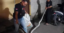 Farhan bersama rekannya berhasil menangkap Ular Sanca Kembang Panjang 4 meter di Pemukiman warga, Jumat, 30 Mei 2025, malam. (Sumber: Dok. Warga)