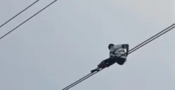 Seorang pria nekat bergelantungan di kabel udara di Jalan Gatot Subroto, Setiabudi, Jakarta Selatan. (Sumber: Istimewa)